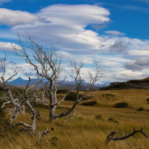 Dead trees